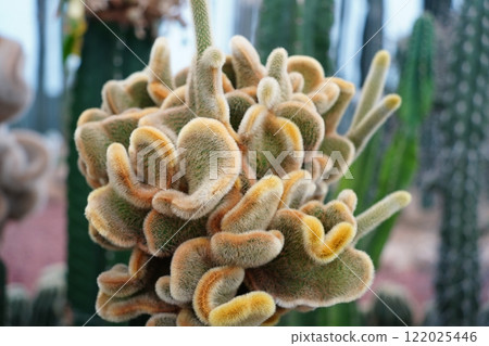 Unusually shaped cactus in the botanical garden 122025446