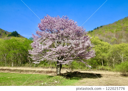 野櫻花樹、檜原的孤櫻、裡盤台(福島縣北鹽原村) 野櫻花樹、檜原的孤櫻、裡盤台(福島縣北鹽原村) 122025776