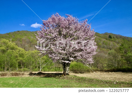 野櫻花樹、檜原的孤櫻、裡盤台（福島縣北鹽原村） 122025777