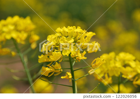 Canola flowers in full bloom Canola flowers in full bloom 122026056