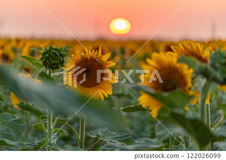 Field sunflowers in the warm light of the setting sun. Summer time. Concept agriculture oil production growing. 122026099