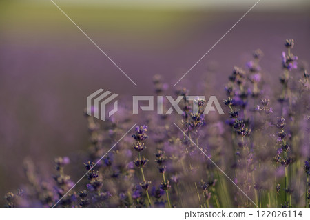 Blooming lavender field. Beautiful purple flowers. Regional organic cultivation. 122026114