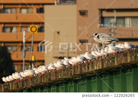A Grey Heron among a flock of Black-headed Gulls 122026265