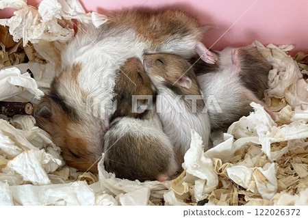 Little baby hamsters sucking milk from their mother Little baby hamsters sucking milk from their mother 122026372