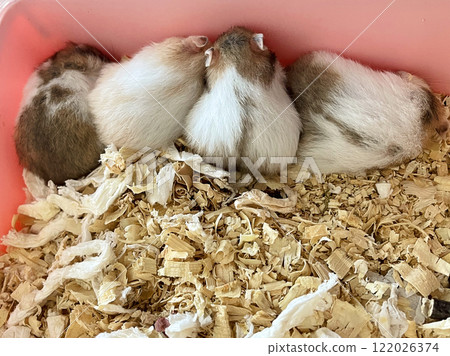 Sliping small Syrian hamsters indoor Sliping small Syrian hamsters indoor 122026374