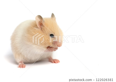 Small hamster isolated on white background 122026381