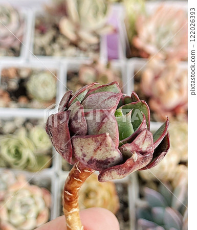 Red and green Echeveria Yangjin flower on colorful floral background Red and green Echeveria Yangjin flower on colorful floral background 122026393