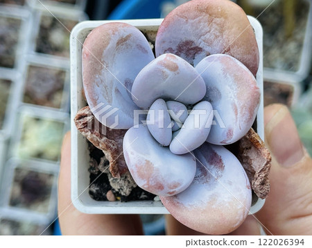 Perfect Echeveria Laon succulent plant close up. Flower rosette in human hand, top view Perfect Echeveria Laon succulent plant close up. Flower rosette in human hand, top view 122026394