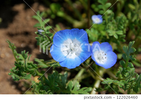 Hitachi Seaside Park, Nemophila Hitachi Seaside Park, Nemophila 122026460