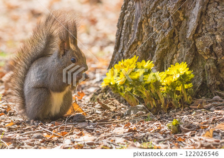 北海道的松鼠與福壽莊 122026546