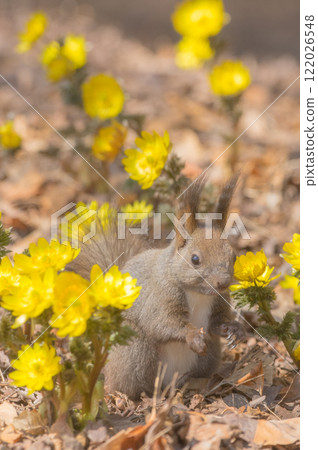 北海道的松鼠與福壽莊 122026548