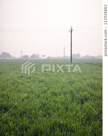 agricultural field in a foggy morning 122026662