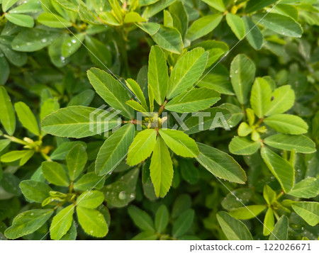 Close up of Fenugeek plant (Methi) leaves in the field 122026671