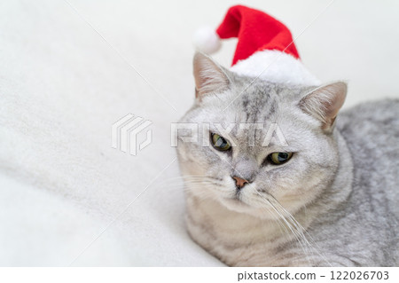 Scottish straight Christmas cat in a red santa hat sleeps on a white blanket. Pets, Christmas stories with pets. Scottish straight Christmas cat in a red santa hat sleeps on a white blanket. Pets, Christmas stories with pets. 122026703