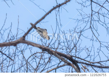 冬天，蝦夷鼯鼠穿過北海道森林 122026755