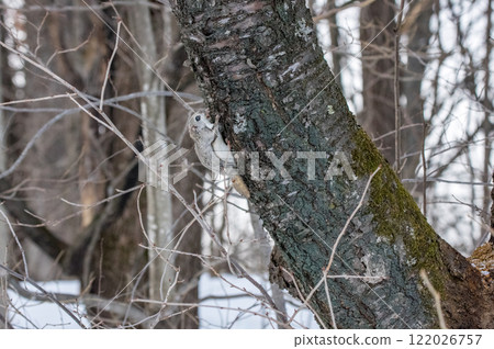 A flying squirrel scurries through the forest in Hokkaido in winter 122026757