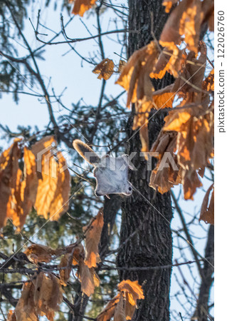 冬天，蝦夷鼯鼠穿過北海道森林 122026760
