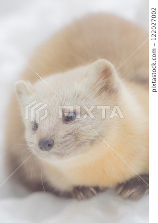 The Sable Marten, a tough animal living in Hokkaido's winter 122027002