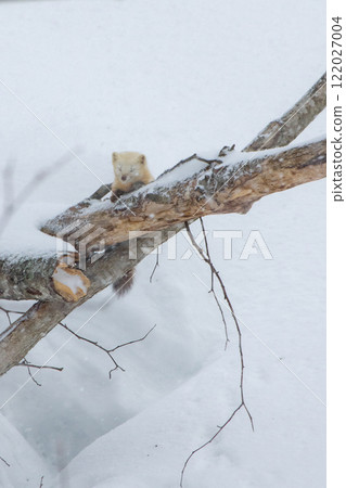 The Sable Marten, a tough animal living in Hokkaido's winter 122027004