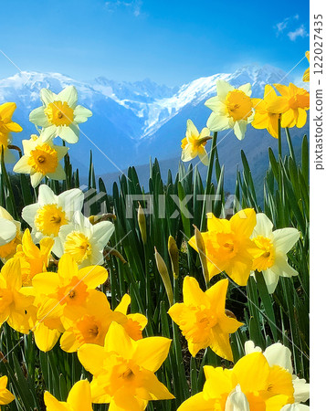 Daffodils in full bloom with the Central Alps in the background 122027435