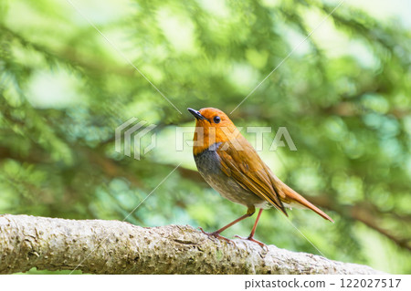 知更鳥的男性 知更鳥的男性 122027517