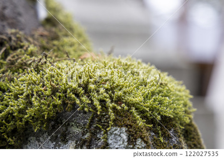 長滿青苔的石頭 長滿青苔的石頭 122027535