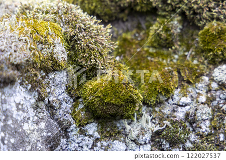 moss-covered rock 122027537