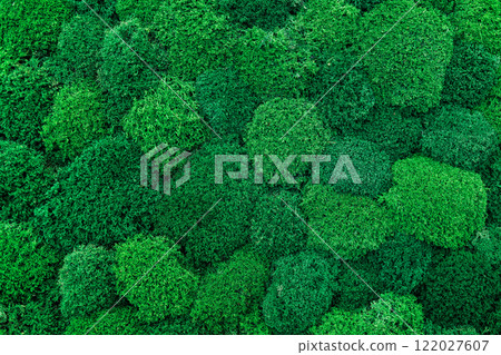 Background of green stabilised moss. Natural textured multicolored moss for decorations walls and trend design interior. Modern eco friendly decor. Natural background for advertise and text. Mock up 122027607