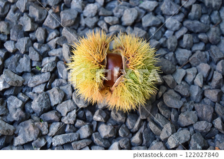 Falling chestnuts Falling chestnuts 122027840