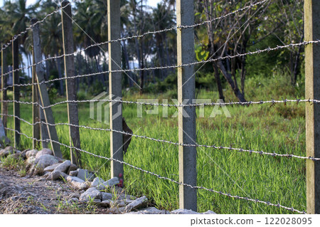 A simple country fence made of six layers of barbed wire on concrete posts. 122028095