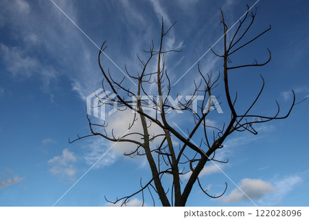 There are tall leafless trees and blue skies. 122028096