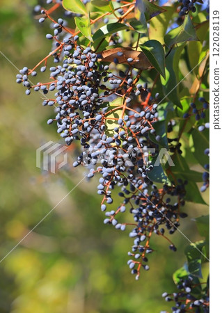Fruit of privet (Glossy privet) 122028119