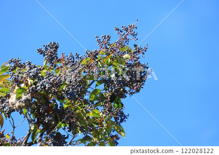 Fruit of privet (Glossy privet) 122028122