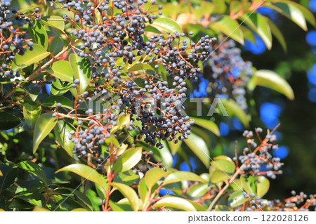 女貞果（有光澤的女貞） 122028126