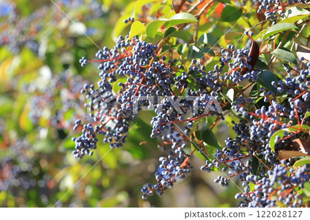 Fruit of privet (Glossy privet) 122028127