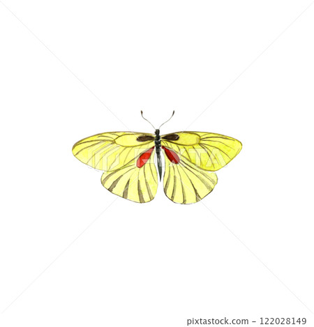 Watercolor yellow vintage butterfly on the white isolated background. Watercolor yellow vintage butterfly on the white isolated background. 122028149