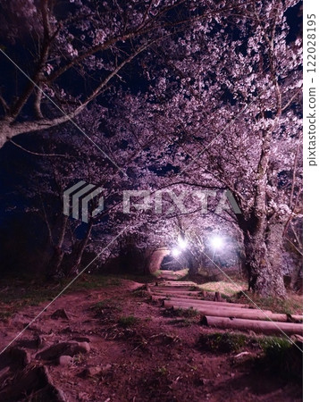Cherry blossoms at night on Mount Kojo 122028195