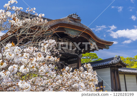 Spring in Kyoto: Ninnaji Temple, cherry blossoms in full bloom and the Imperial Gate Spring in Kyoto: Ninnaji Temple, cherry blossoms in full bloom and the Imperial Gate 122028199
