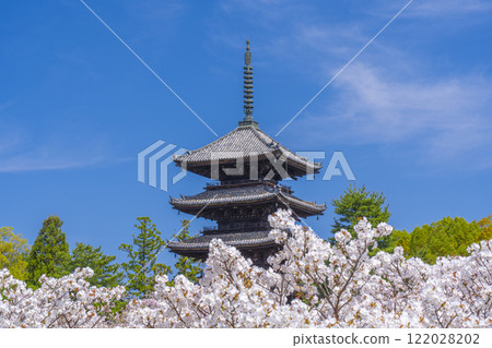 Spring in Kyoto, Ninnaji Temple, Omuro cherry blossoms and five-storied pagoda Spring in Kyoto, Ninnaji Temple, Omuro cherry blossoms and five-storied pagoda 122028202