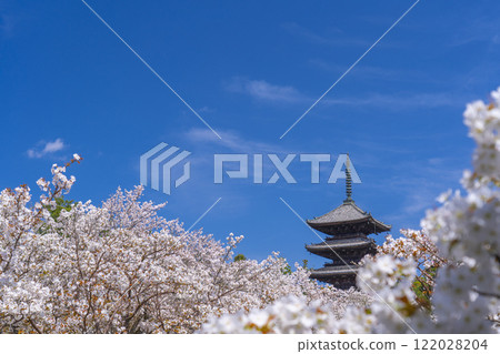 Spring in Kyoto, Ninnaji Temple, Omuro cherry blossoms and five-storied pagoda Spring in Kyoto, Ninnaji Temple, Omuro cherry blossoms and five-storied pagoda 122028204