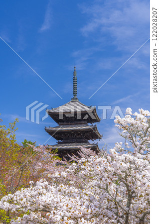 Spring in Kyoto, Ninnaji Temple, Omuro cherry blossoms and five-storied pagoda Spring in Kyoto, Ninnaji Temple, Omuro cherry blossoms and five-storied pagoda 122028207