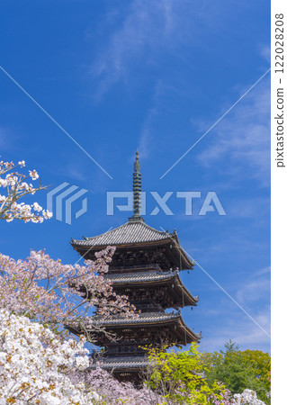 Spring in Kyoto, Ninnaji Temple, Omuro cherry blossoms and five-storied pagoda Spring in Kyoto, Ninnaji Temple, Omuro cherry blossoms and five-storied pagoda 122028208
