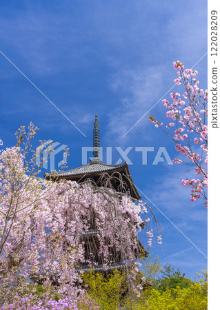 Spring in Kyoto: Ninnaji Temple, weeping cherry blossoms and five-story pagoda Spring in Kyoto: Ninnaji Temple, weeping cherry blossoms and five-story pagoda 122028209
