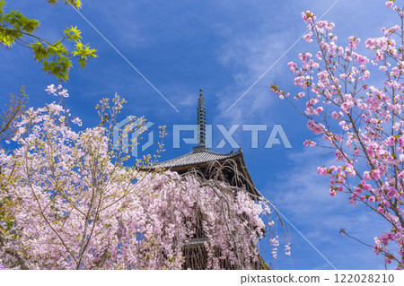 Spring in Kyoto: Ninnaji Temple, weeping cherry blossoms and five-story pagoda Spring in Kyoto: Ninnaji Temple, weeping cherry blossoms and five-story pagoda 122028210