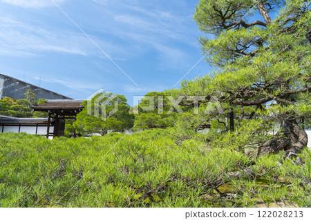 Ninnaji Palace Garden, Palace entrance, huge pine tree 122028213