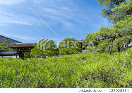Ninnaji Palace Garden, Palace entrance, huge pine tree 122028214