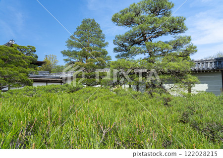 Ninnaji Palace Garden, Palace entrance, huge pine tree 122028215