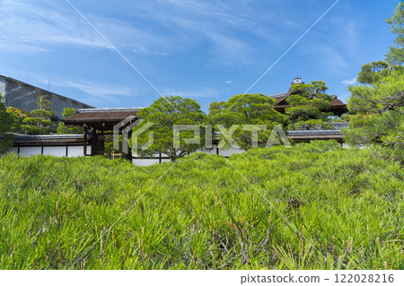 Ninnaji Palace Garden, Palace entrance, huge pine tree Ninnaji Palace Garden, Palace entrance, huge pine tree 122028216