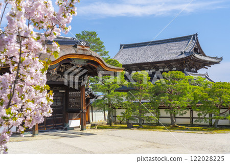 Ninnaji Imperial Palace Gardens South Garden: Imperial Envoy Gate and Cherry Blossoms 122028225