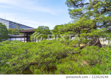 Ninnaji Palace Garden, Palace entrance, huge pine tree Ninnaji Palace Garden, Palace entrance, huge pine tree 122028246